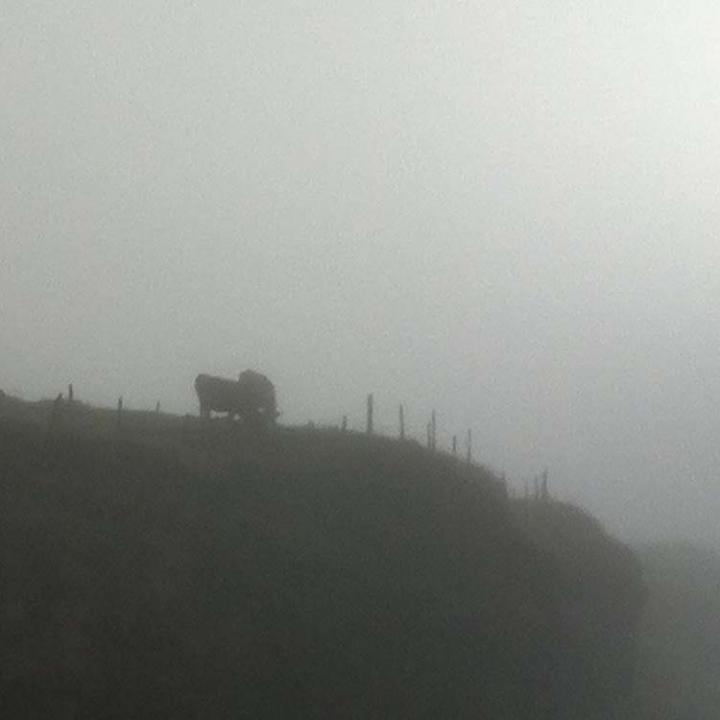 Die Kühe fühlen sich auch im Nebel wohl