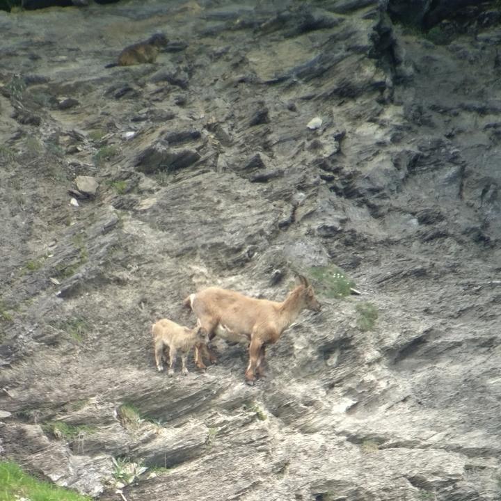 Jungtier neben Mutter auf einem Felsen