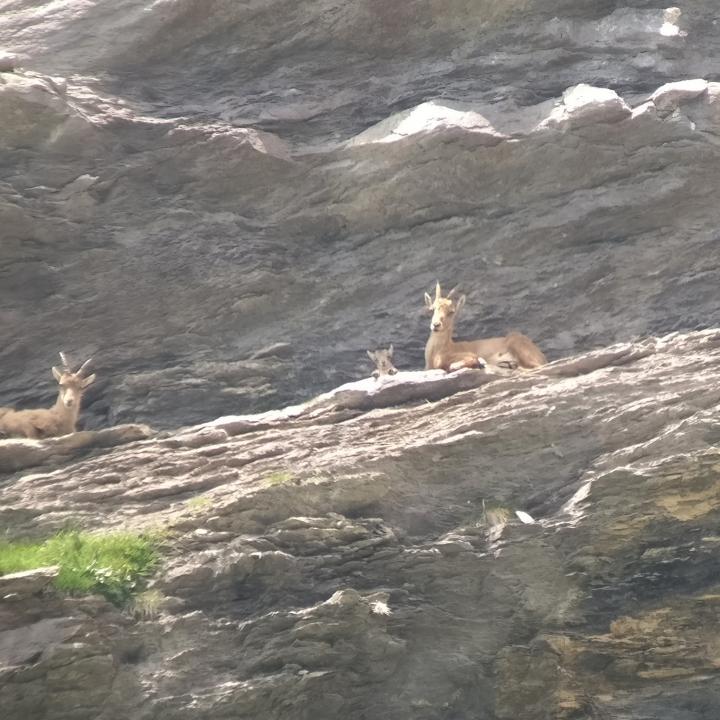 Mutter, Jungtier und ein weiteres Weibchen haben sich über Mittag auf einem Felsvorsprung ausgeruht. 
