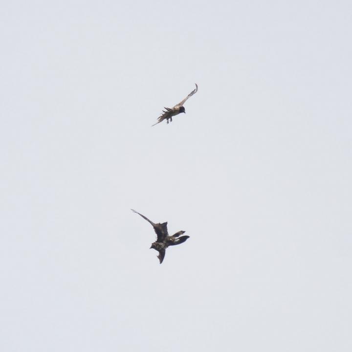 Fredueli (oben) und Luzerna (unten) in der Luft bei spielerischen Flugmanövern.