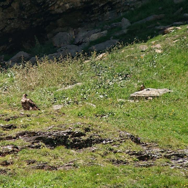Luzerna in der Nähe des Futters. Daneben sitzt zufälligerweise ein selten anzutreffende Steinhuhn. 