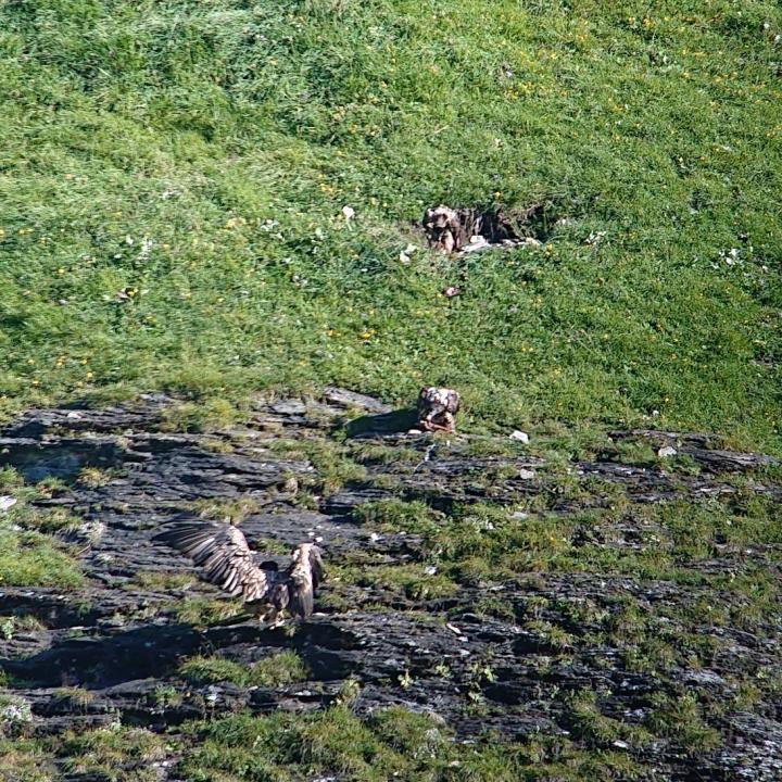 Wärend Luzerna (ganz oben im Bild) in Ruhe frisst, versucht Fredueli (ganz unten) Fortunat (in der Mitte) das Futterstück wegzunehmen