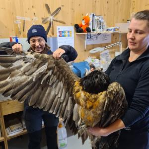 Julia Wildi et Franziska Lörcher de l'équipe Pro Gypaète contrôlent le plumage de Jordan (c) Daniel Hegglin