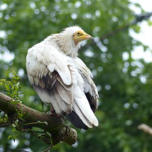 vautour percnoptère (c) Daniel Hegglin