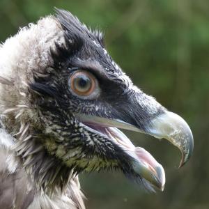 Bartgeier Fredueli zwei Tage vor der Auswilderung im Natur- und Tierpark Goldau