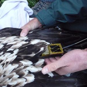 Der GPS-Transmitter wird dem Vogel wie ein Rucksack angezogen und die Grösse individuell angepasst. (c) Franziska Lörcher