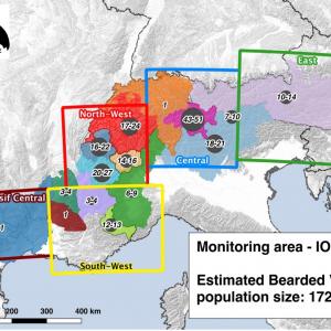 Die Anzahl der beobachteten Individuen wurde im Jahr 2016 auf 172 bis 218 geschätzt (c) International Bearded Vulture Monitoring