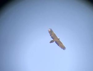 Bartgeier Obwaldera fliegt hoch am Himmel